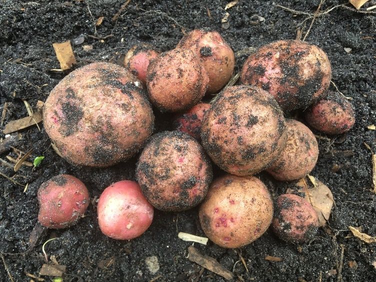 Reclaimed water is safe to use for irrigating vegetables, such as potatoes, that will be cooked before consuming.