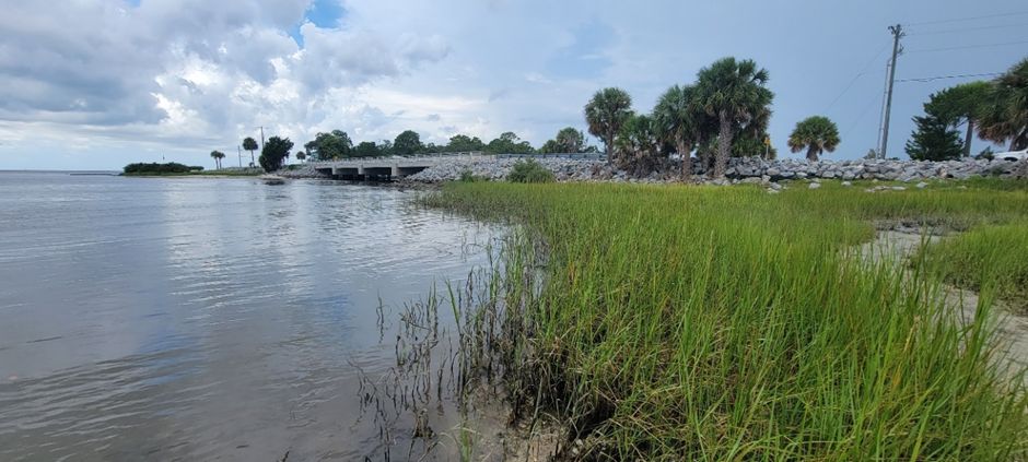 Vegetation planted at the shoreline of a calm waterbody.