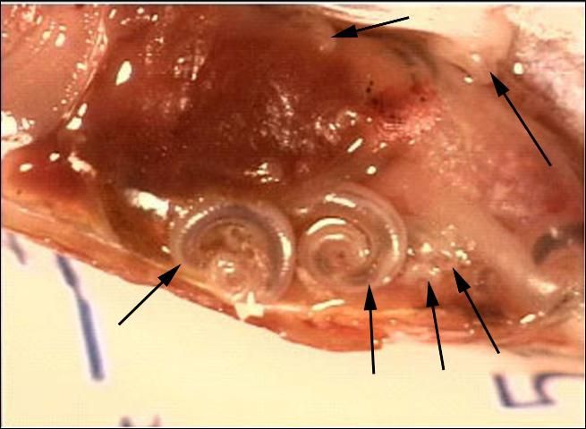 Figure 3. Pentastome larvae (nymphs) in the body cavity of a swordtail. Note varying sizes and locations of pentastomes (arrows).