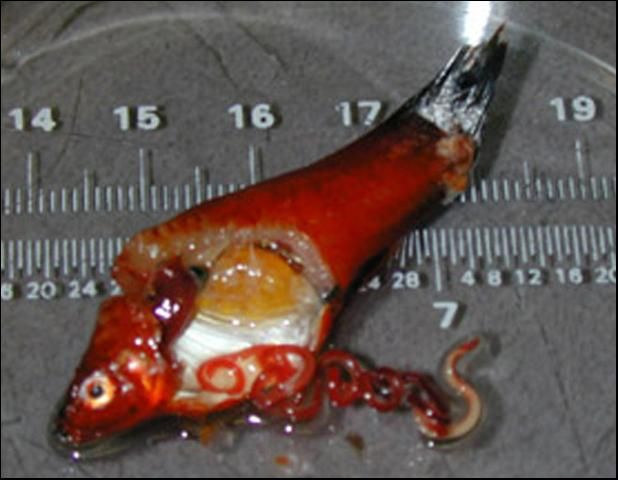 Figure 11. Several Eustrongylides nematodes, exhibiting typical coiling (and red coloration when viewed on the EDIS website or printed in color), from the body cavity of a fish. (Ruler shows measurements in centimeters on the top and inches on the bottom.)