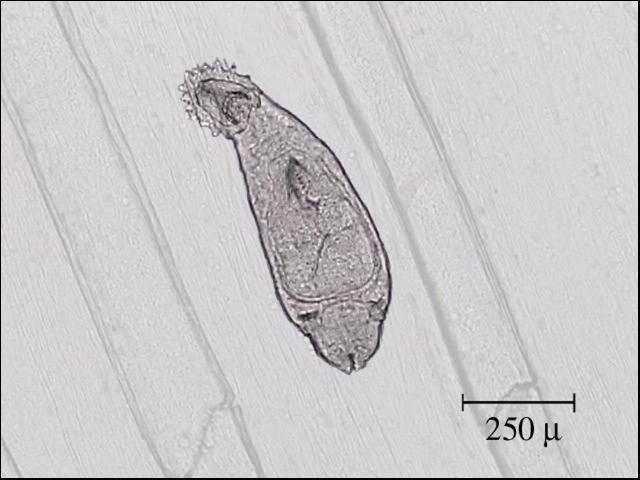 Figure 3. Photomicrograph of a monogene (fluke) showing typical shape.