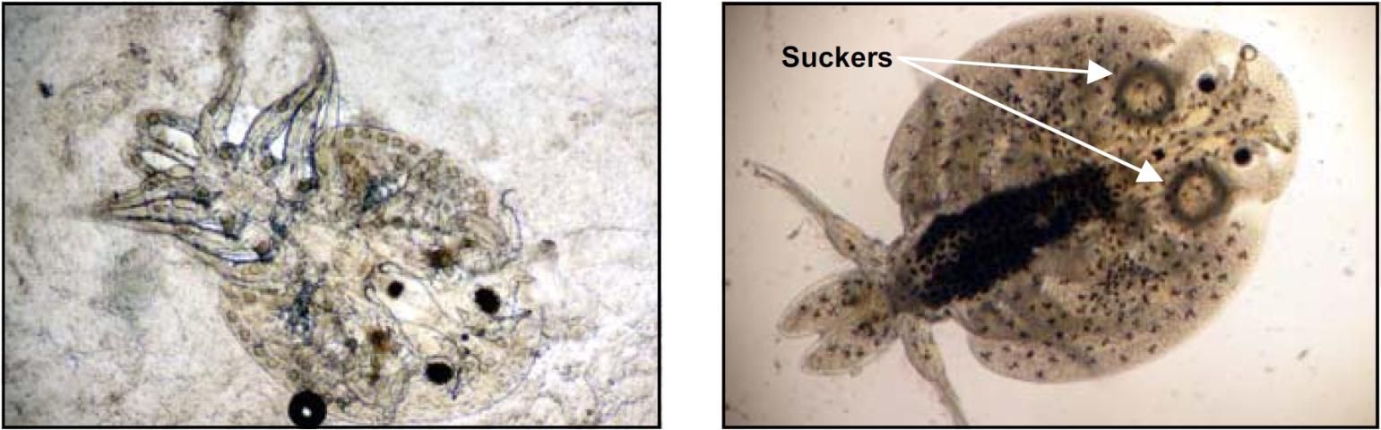 two samples under microsope, right has two circular suckers labeled.