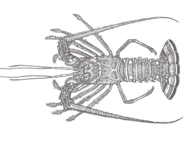 Figure 1. Illustration reproduced with permission of FAO. FAO Species Identification Sheets, Area 31 - West Central Atlantic (Volume 5).