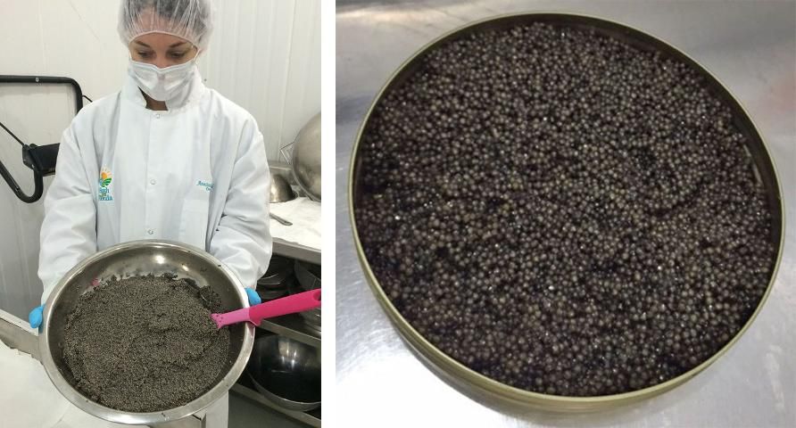 Figure 1. Recently collected sturgeon eggs which are traditionally packaged in tin cans.