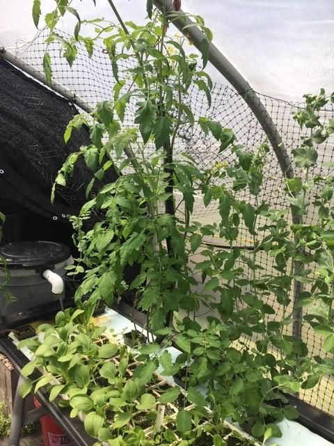 Figure 2. Aquaponics at the UF/IFAS Extension Walton County office.