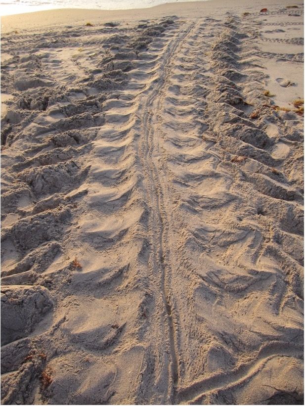 Crawl of a leatherback sea turtle. 