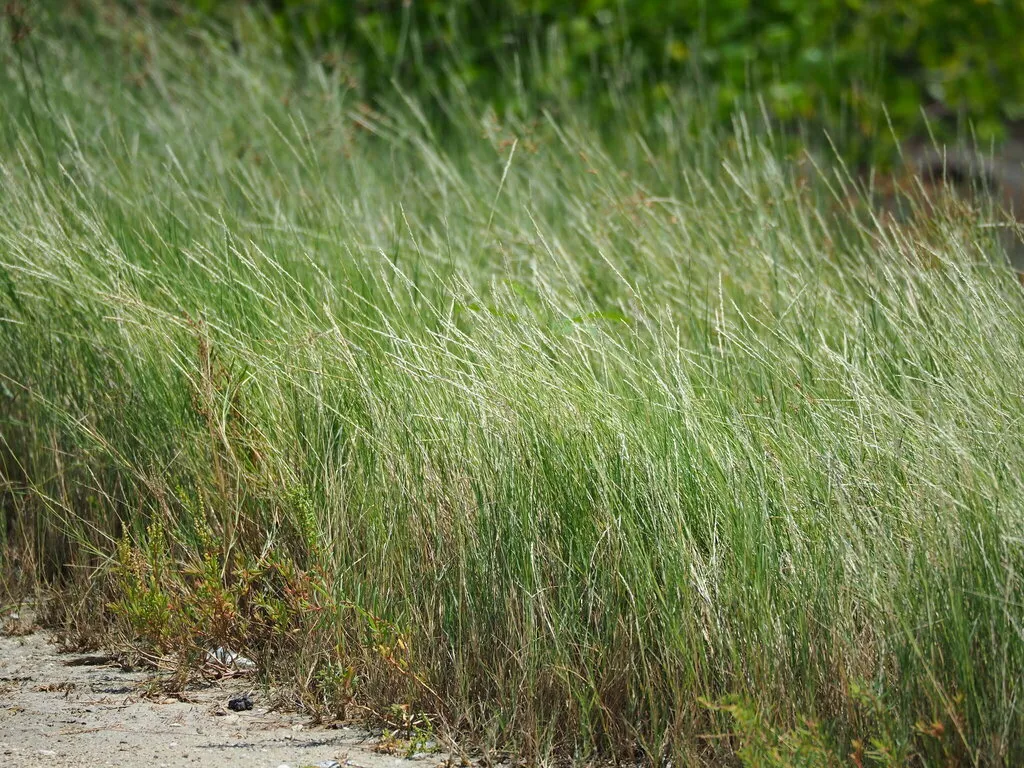 A wall of Sporobolus virginicus grasses hangs over the sand. The darker green blades of grass fade into paler stalks topped with brown inflorescences higher on the plants.