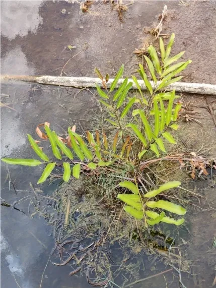 A spray of yellow-green fronds growing in brown sandy mud and pooled water. The water reflects the sky with white clouds.