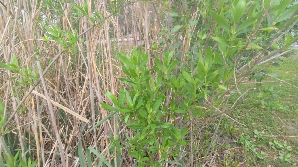 Iva frutescens shrub with green leaves growing in front of a wall of dead stems.