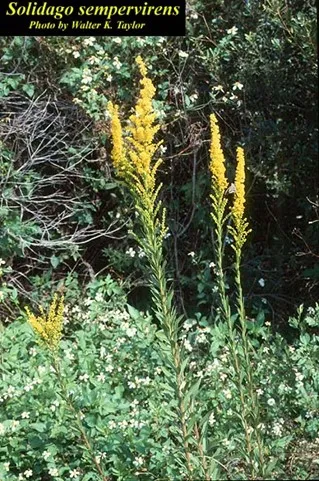 Yellow flowers top stems of Solidago sempervirens growing among bushes. The ground is covered by a plant with white flowers.