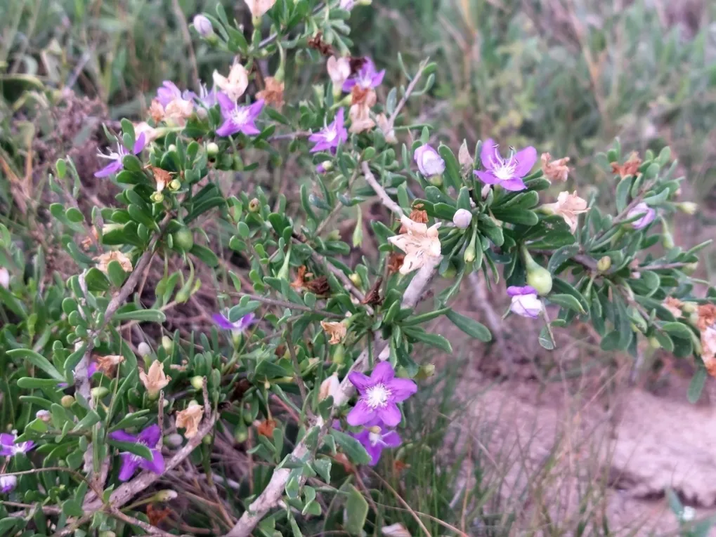 Branches of Lycium carolinianum with dark freen leaves and pink or purple flowers grow on the sand.