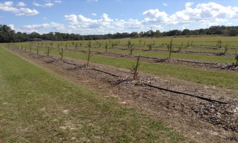 Figure 1. Mulch application in pomegranate groves