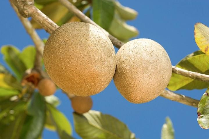 Figure 1. Mamey sapote.