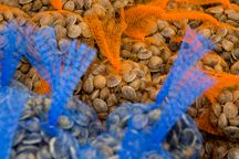 clams in blue and orange mesh bags