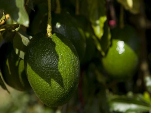 close up of avocados on the tree