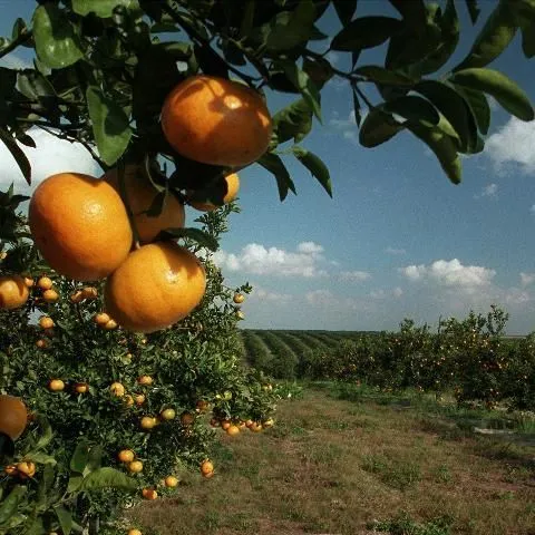 Ask IFAS: Topic - Citrus Industry