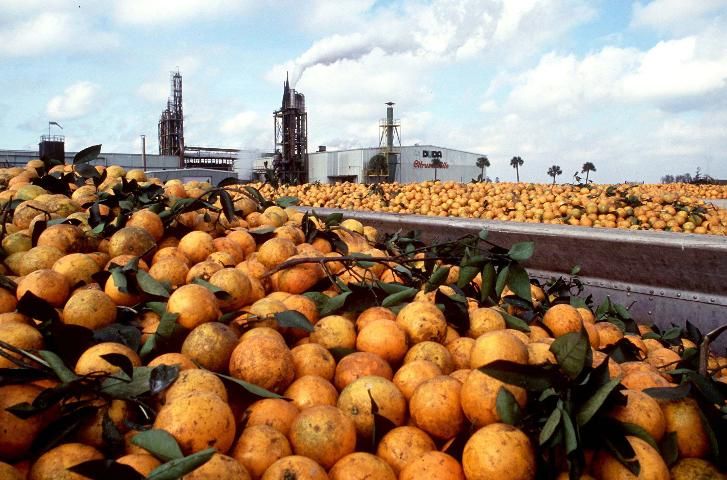 a sea of oranges at an orange packing facility