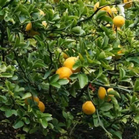 Ask IFAS: Topic - Citrus Industry