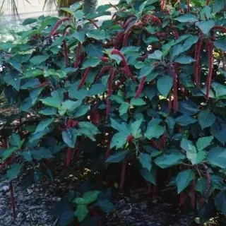 FPS004/FP004: Acalypha hispida: Chenille Plant