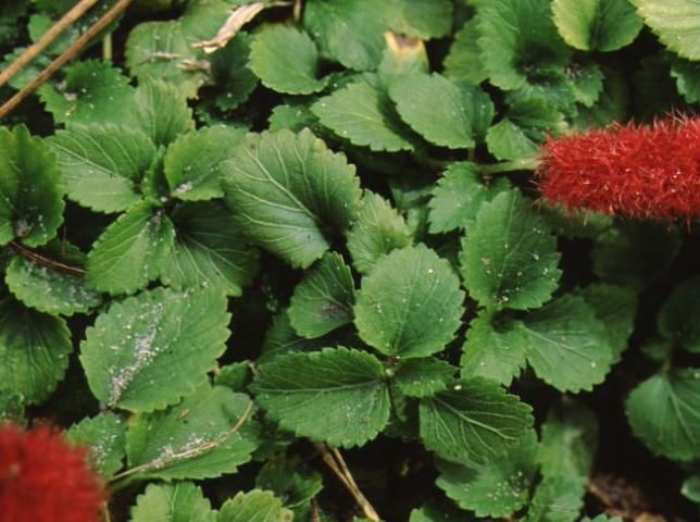Figure 2. Leaf—Acalypha pendula: dwarf chenille plant.