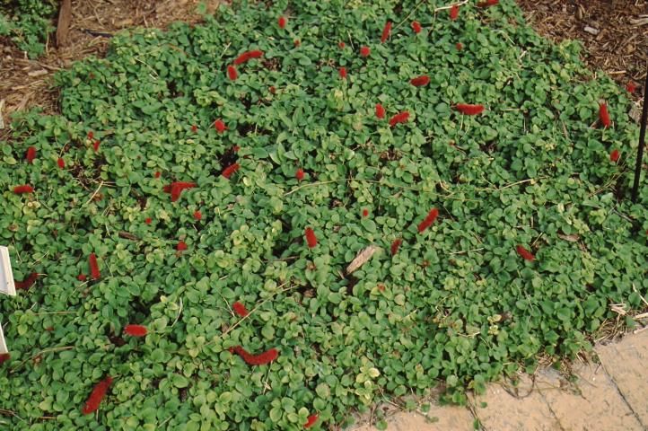Figure 1. Full form—Acalypha pendula: dwarf chenille plant.