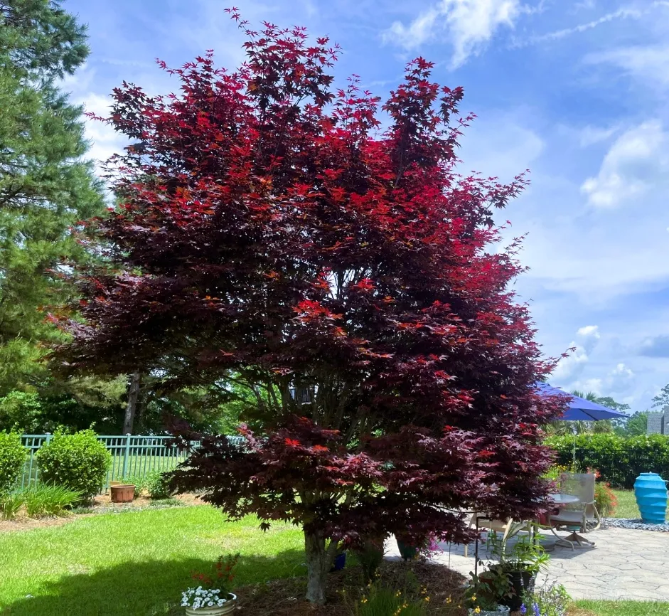 Full form—Acer palmatum ‘Bloodgood’: ‘Bloodgood’ Japanese maple.