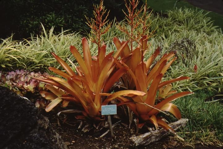 Figure 1. Flower—Aechmea blanchetiana: bromeliad.