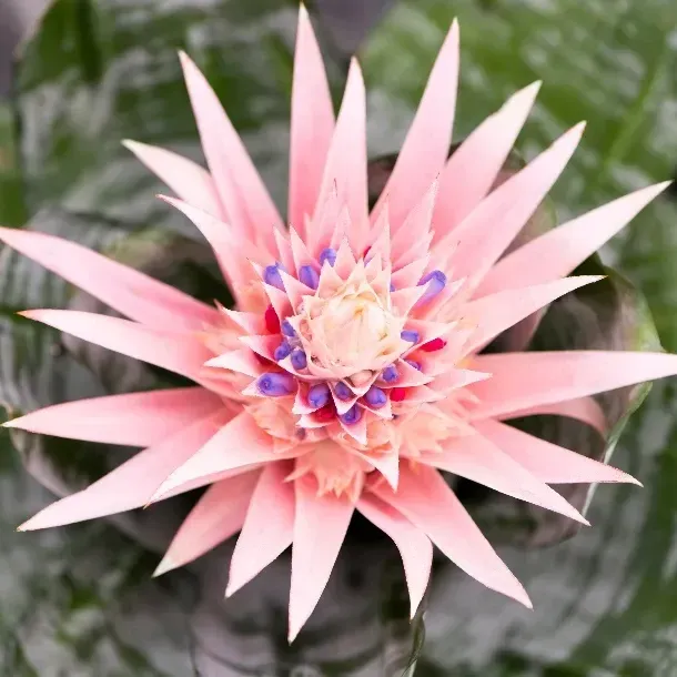 FPS14/FP014: Aechmea spp.: Bromeliad, Aechmea, Vase Plant