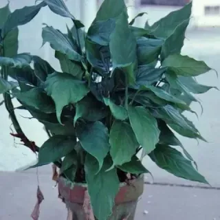 bonsai starter tree Mini Bonsai Starter Kit