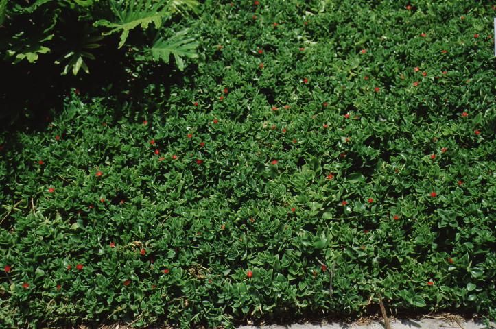 Figure 1. Full form—Aptenia cordifolia: baby sunrose.