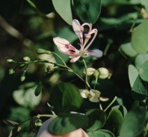 Flower - Bauhinia punctata: Red Bauhinia