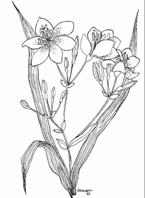 Figure 1. Blackberry lily.