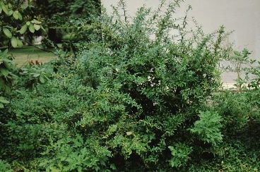 Full Form - Berberis julianae: Winterberry Barberry