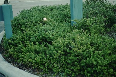 Full Form—Carissa macrocarpa: Dwarf Natal Plum