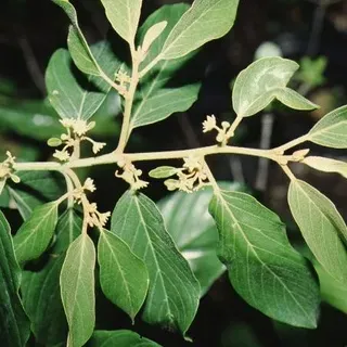FPS137/FP137: Colubrina arborescens Coffee Colubrina, Wild Coffee