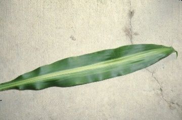 Leaf - Dracaena fragrans 'Massangeana': Corn Plant, Fragrant Dracaena