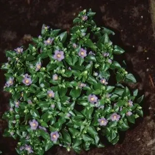 FPS-208/FP208: Exacum affine Persian Violet, German Violet