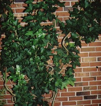 Full Form - x Fatshedera lizei: Fatshedera, bush ivy.