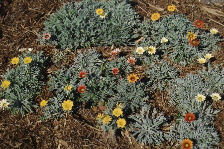 Full Form - Gazania spp.: Gazania ' talented mix'