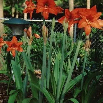 FPS-255/FP255: Hippeastrum x hybridum Amaryllis