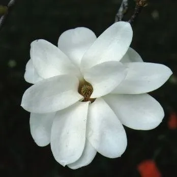 FPS-373/FP373: Magnolia x soulangiana 'Pristine' 'Pristine' Saucer