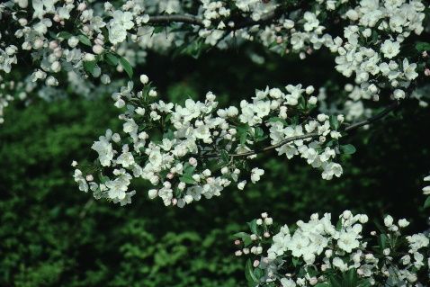 Flower - Malus x 'Mary Potter': 'Mary Potter' Crabapple
