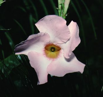 Flower - Mandevilla splendens 'Alice Dupont': Alice Dupont Allamanda