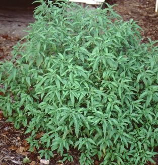 Full Form - Monarda punctata: Bee Balm, Horsemint