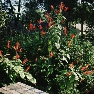 FPS445/FP445: Odontonema strictum Firespike