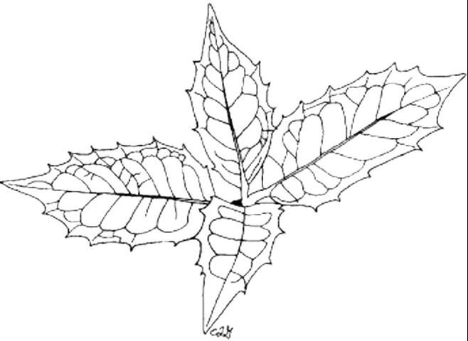 Figure 1. False holly