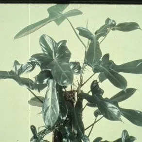 philodendron emerald green Philodendron erubescens 'Green Emerald' – PottedElephant main image 1