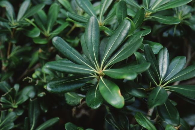 Leaf - Pittosporum tobira: Japanese Pittosporum, Japanese cheesewood