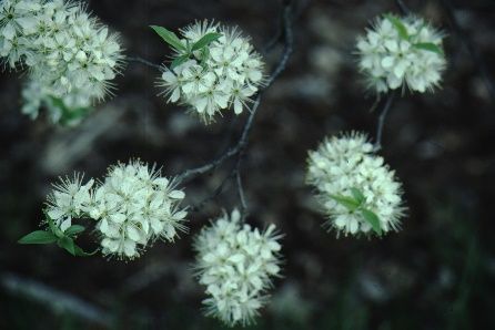 Flower - Prunus americana: American Plum