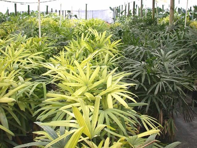 Figure 6. Chronic iron deficiency in lady palms caused by poor soil aeration.